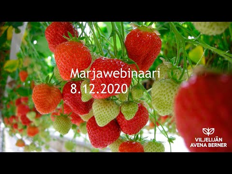 , title : 'Marjawebinaari 8.12.2020'