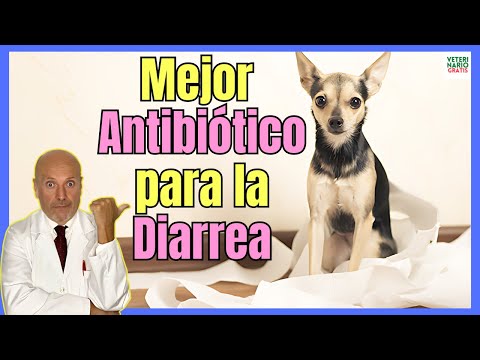 🚑 ¿QUE ANTIBIÓTICO ES BUENO PARA LA DIARREA EN PERROS? 🚑