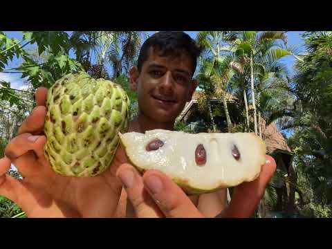 Phet Pak Chong Atemoya (PPC) Annona Fruit Taste Review
