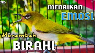 Download lagu Burung Pleci Betina buat Pancingan Pleci Ngotot Jadi Ngalas & Gacor mp3 Download lagu Burung Pleci Betina buat Pancingan Pleci Ngotot Jadi Ngalas & Gacor mp3