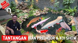 OUT OF THE BOX !! GABUNG IKAN PREDATOR DENGAN IKAN KOI SHOW DALAM SATU KOLAM NATURAL LOW MAINTENANCE