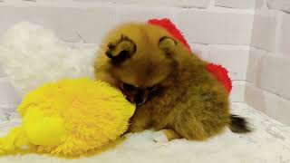 ポメラニアンの動画01