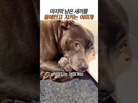 마지막 남은 새끼를 품에안고 지키는 어미개#어미개 사랑#개의모성#감동 동물