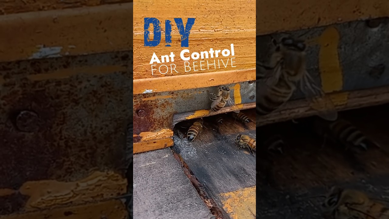 DIY ant control for beehive #beekeeping #tips