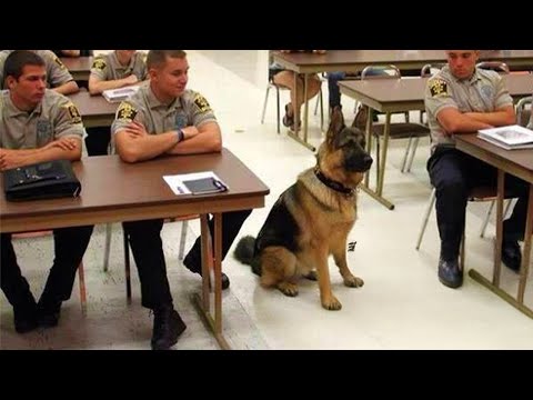 Quand on vit avec un chien qui a un cerveau incroyable vidéo des chiens les plus drôles 2025 !