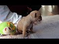 French Bulldog dogs for sale: Hailey - Video 1