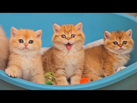 William's kittens learn all cat tricks