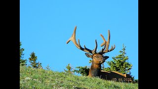 Mt Chapin Trail off Old Fall River Road, R.M.N.P.