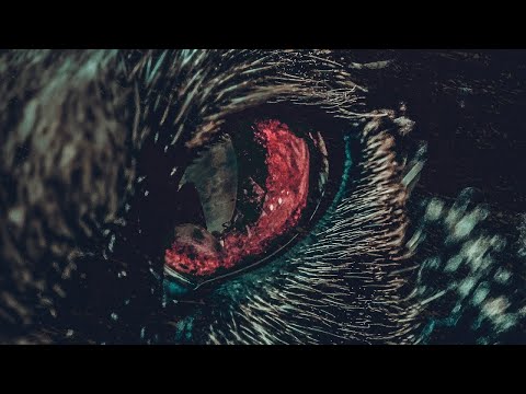 Throw The Fight - Wolves in the Dark (OFFICIAL VIDEO)