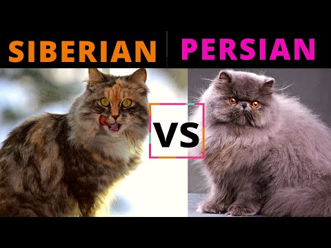 Siberian Cat VS Persian Cat  - Which One Should You Choose? (Breed Comparison)!