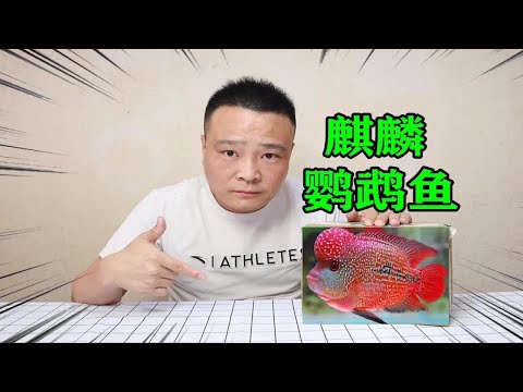 麒麟鸚鵡魚