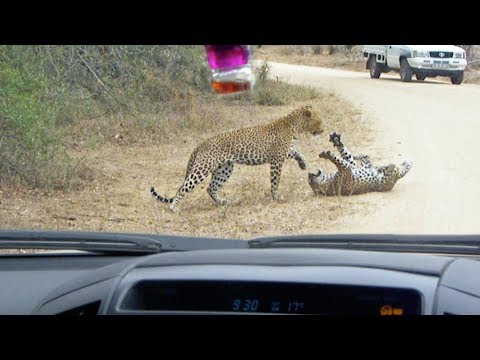 Watch These Leopards Battle It Out On A Safari Road