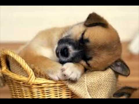 The Puppy Song