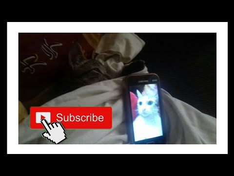 🎶Mais que droga me envolvi🎶MC Frajola