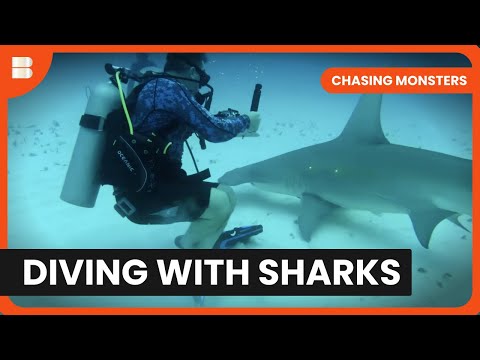 Dangerous Reef Shark Encounter - Chasing Monsters - S02 EP06 - Nature & Adventure Documentary
