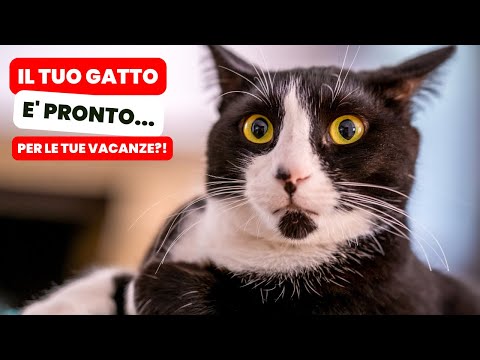 9 Cose da Fare per il tuo Gatto quando Parti per le Vacanze