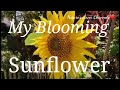 Sunflower Beautiful Nature