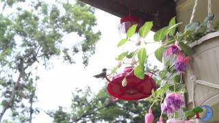 Blue Moon Rising.org - Hummingbird Action