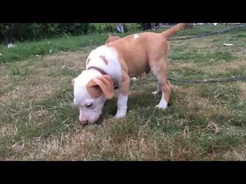 great dog and puppies