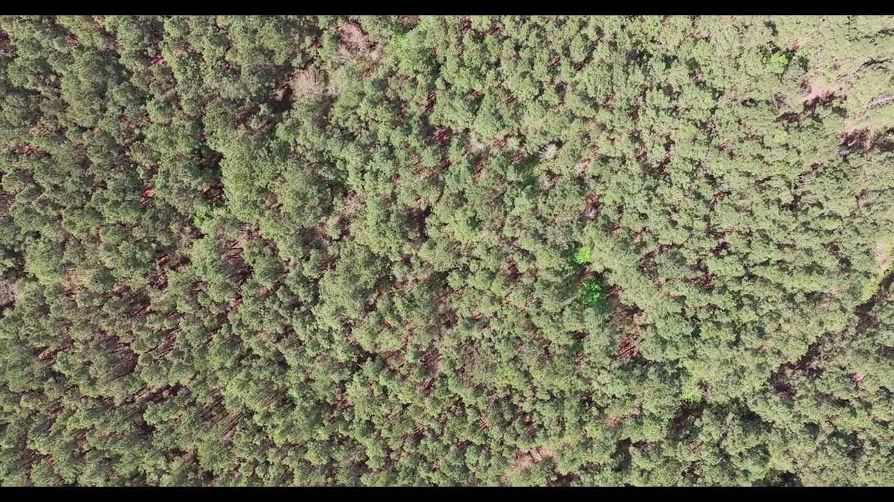 Mount Holly Timber Portfolio