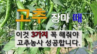 고추 장마 때 이것 3가지 꼭 해줘야 고추 농사 성공합니다. #주말농장 #고추 가꾸기 # 탄저병 #역병 #청…