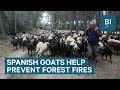 Spain is using goats to prevent forest fires