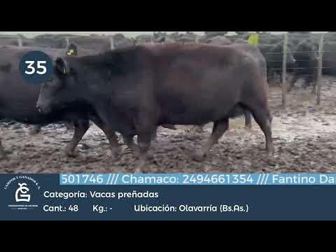 Lote VC CGP - Puras Controladas - Olavarría Bs As