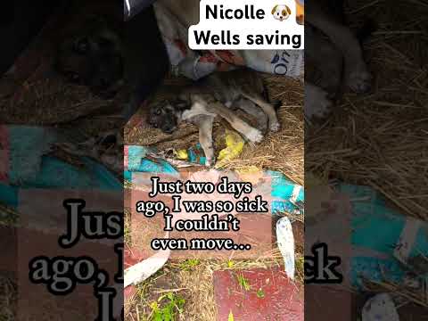 For any help consider donating link in bio to save a stray life in Los Angeles #rescuedog