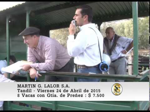 Martin G. Lalor S.A. - Tandil - Venta Vientres - 24/04/2015