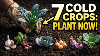 7 Cold Season Crops That Thrive in Frost (Plant Before Winter Hits)