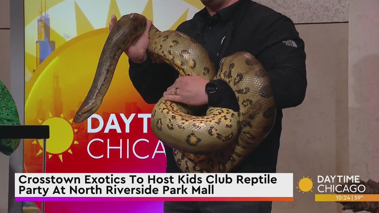 Promotional video thumbnail 1 for Crosstown Exotics