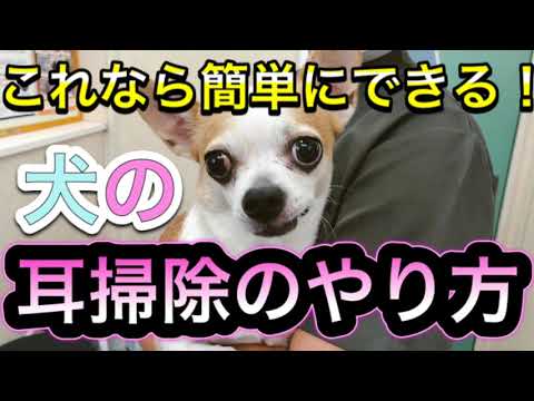 犬の耳掃除の方法