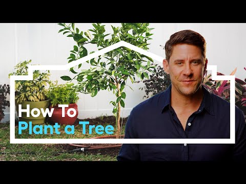 Lowes Small Trees