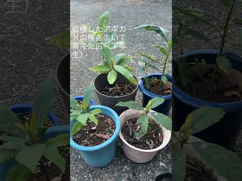 アボカドの木を穴から育てるにはどうすればよいですか？必要な情報がすべて見つかります!  庭園