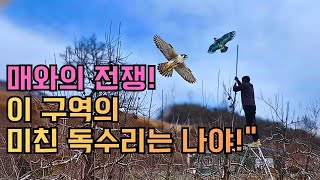 닭 매 공격 방지! 독수리 연 설치 효과 있을까? (시골생활 DIY/첼리팜스토리)