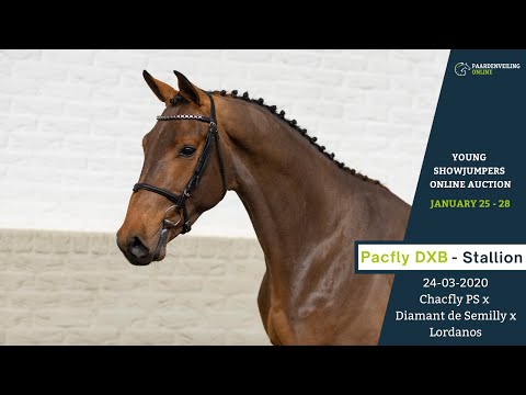 Pacfly DXB - Young Showjumpers Online Auction - Paardenveilingonline.com