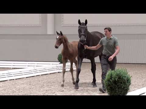Hengst von Erdinger Belantis