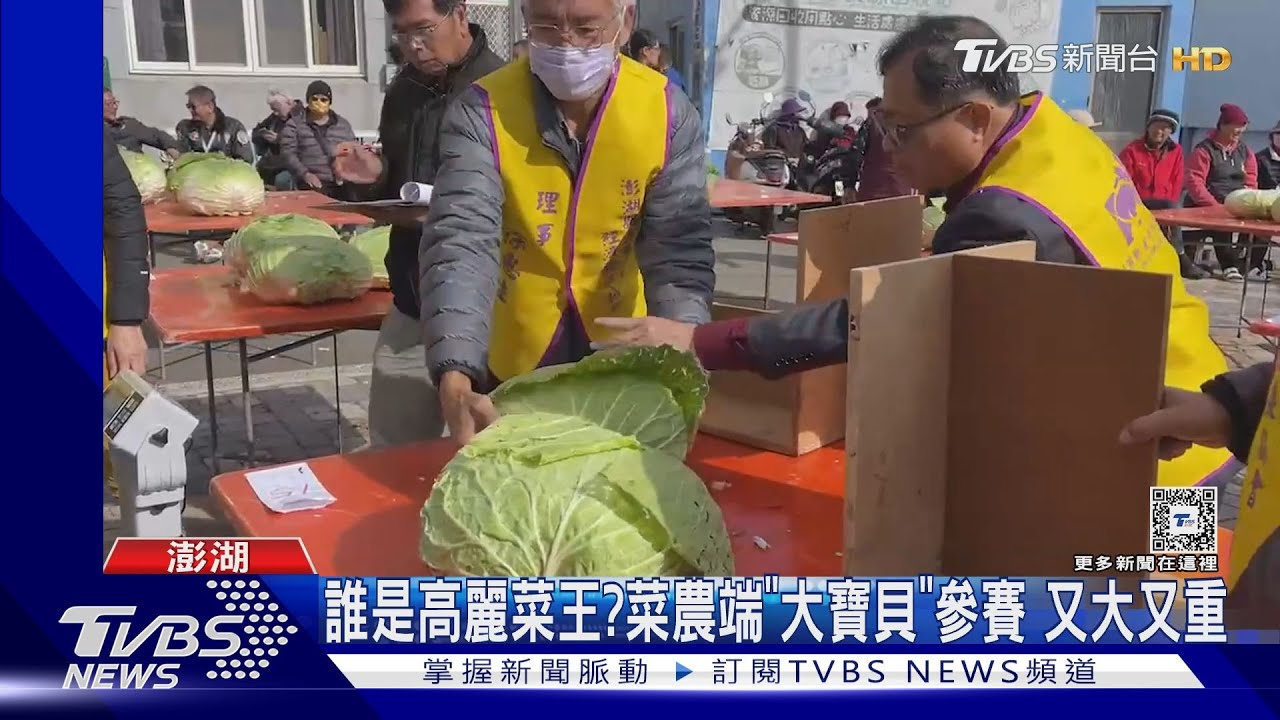 誰是高麗菜王?菜農端「大寶貝」參賽 又大又重