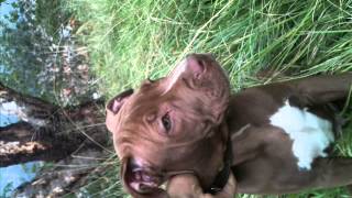 cachorro american pitbull terrier de 2 meses y medio