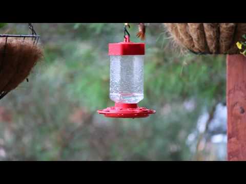 Orange Humming Bird Bully -- Chasing off the others