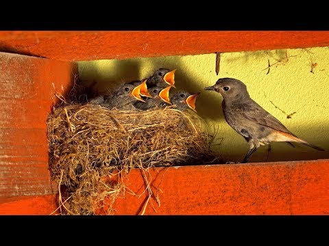 Nesting birds – Black redstart (Phoenicurus ochruros)