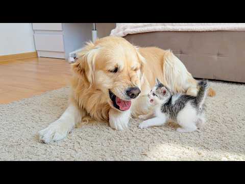 YouTube 썸네일