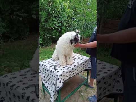 Tibet Terrier Welpe kaufen