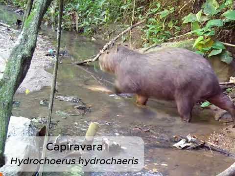 Monitoramento de Fauna na Floresta Estadual Serra D'água