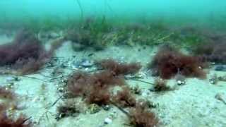 preview picture of video 'Dredged eelgrass off Long Point, Provincetown, Cape Cod'