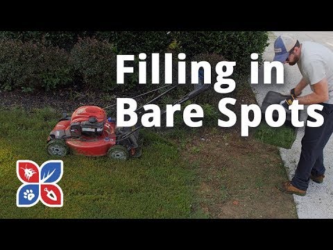  Do My Own Lawn Care - Filling in Bare Spots the Natural Way Video 