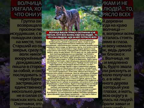 Я никогда не видел ничего более человеческого в глазах зверя — история волчицы, попросившей о помощи