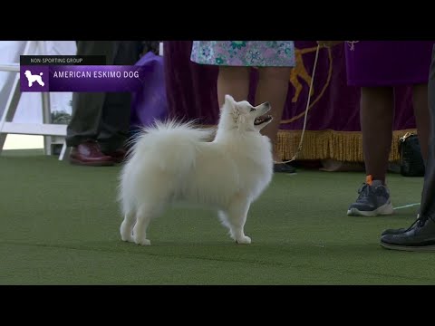 American Eskimo Dogs | Breed Judging 2023