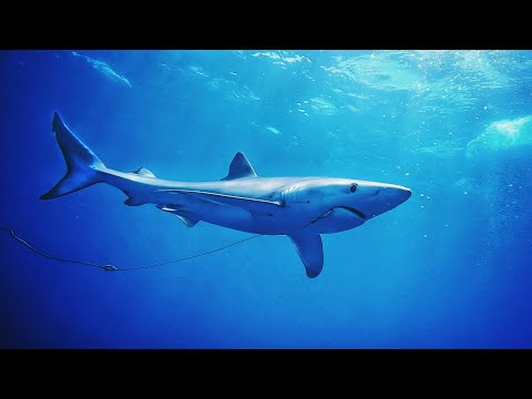 Tauchgang mit 10 HAIEN ohne Käfig mitten im Meer