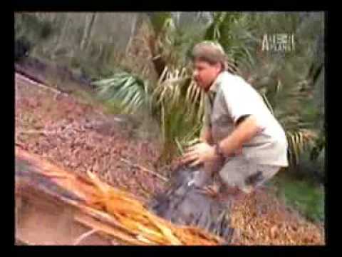 Croc Files : Pacific Northwest (Part 2)